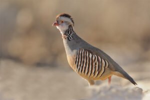 Barbary partridge