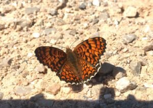 Provençal Fritillary (Melitaea deione)