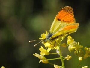 Moroccan Orangetip (Anthocaris belia)