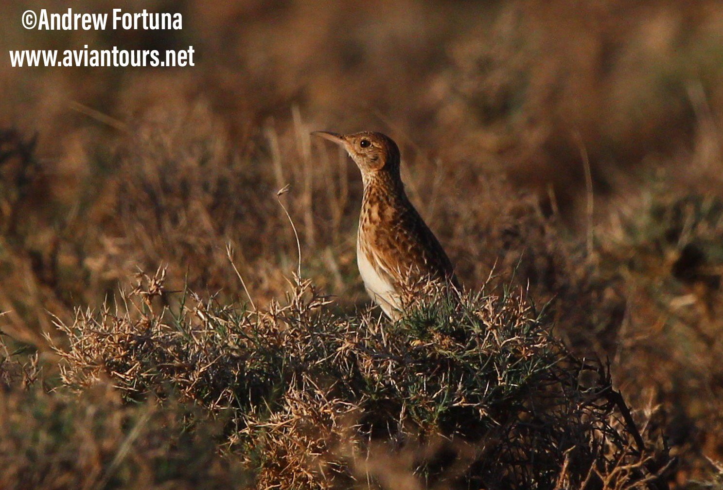 Dupont's lark