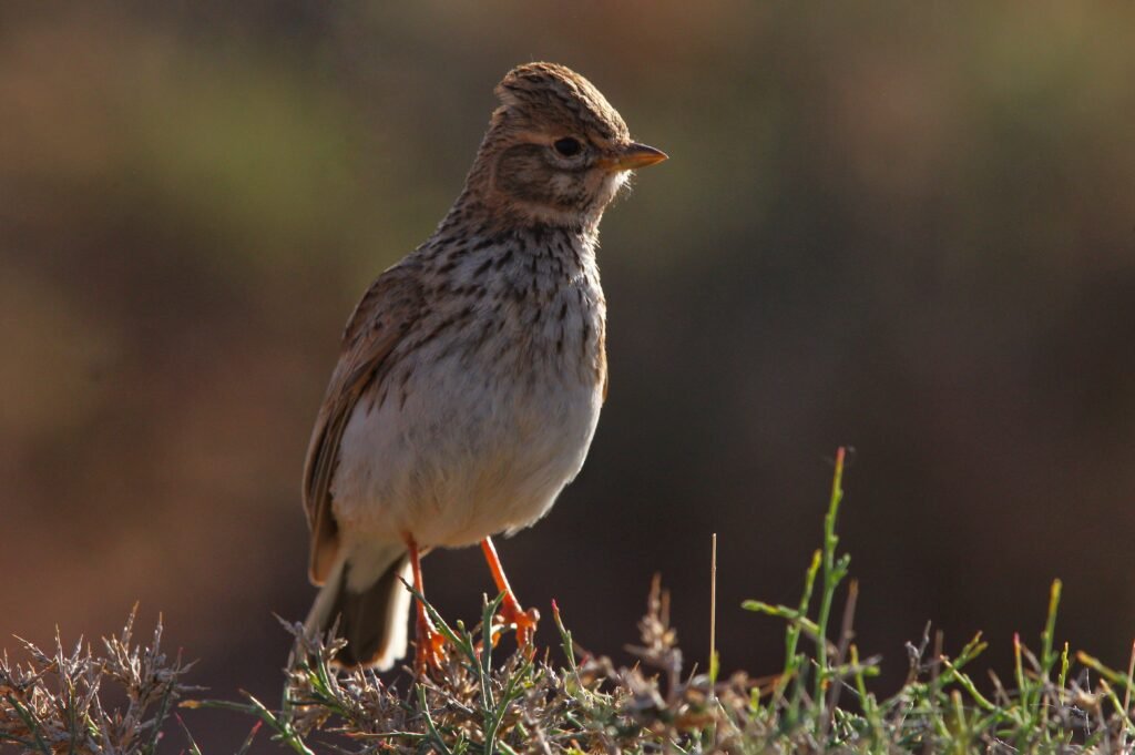 Lesser short-toed lark