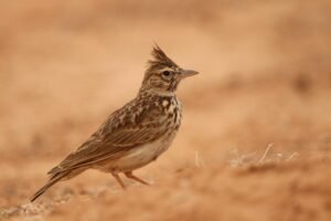 Thekla lark