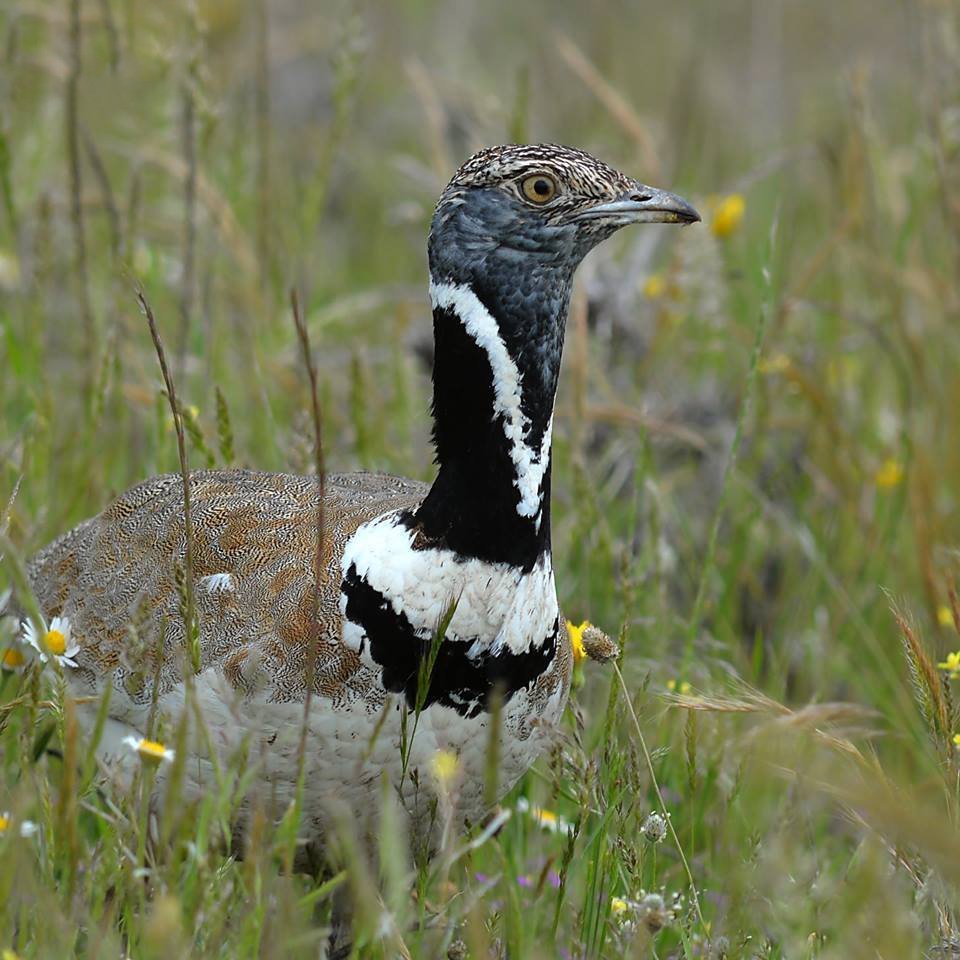 Little Bustard