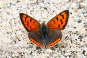 Small copper (Lycaena Phlaea)